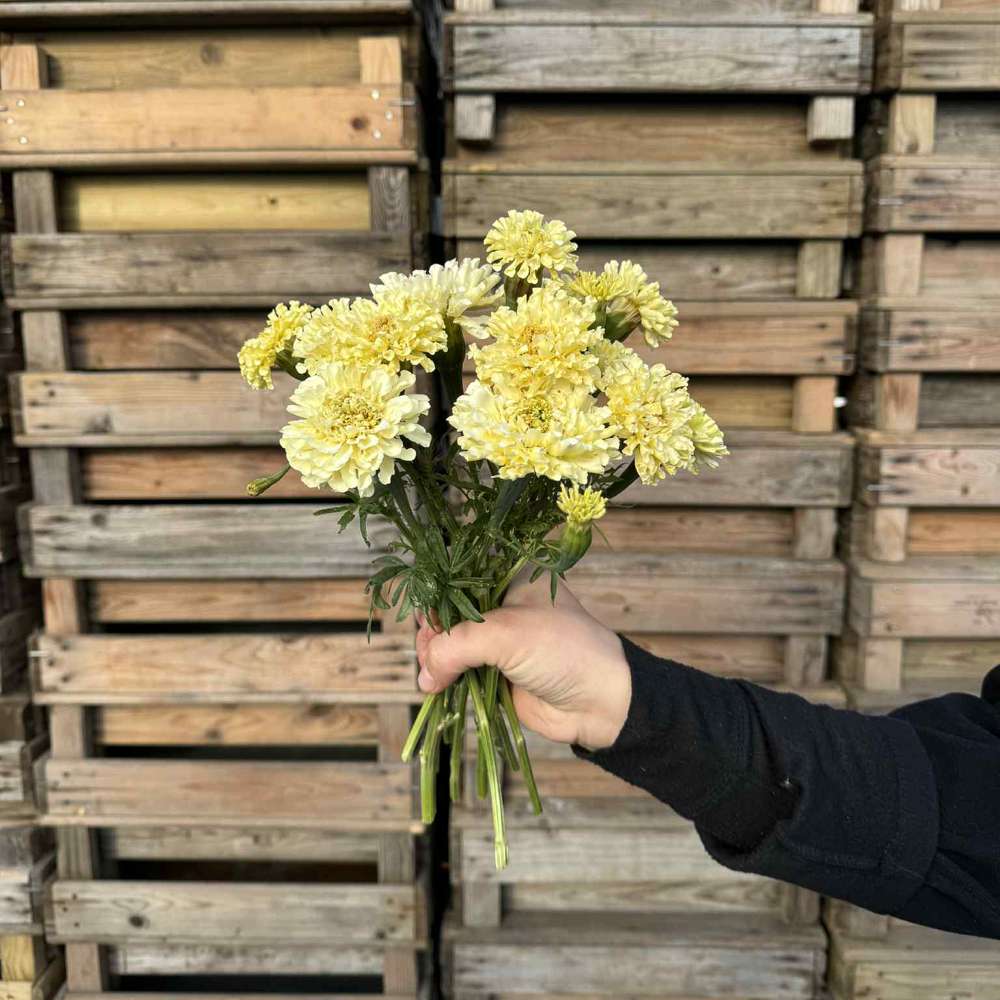 Tagetes 'Sugar and Spice White' (frö)